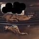 Image: Richmond Animal Care and Control